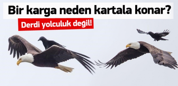 Bir karga neden kartala konar?