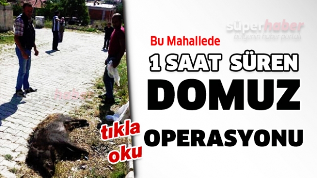 Isparta'da 1 saat süren domuz operasyonu