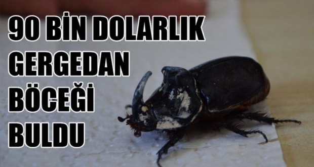 90 BİN DOLARLIK GERGEDAN BÖCEĞİ BULDU