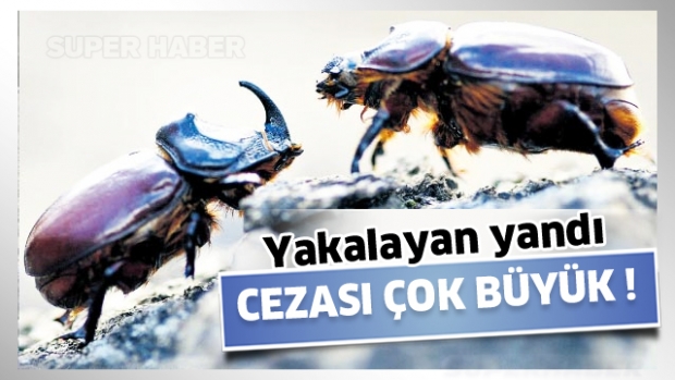 YAKALAYAN YANDI CEZASI ÇOK BÜYÜK