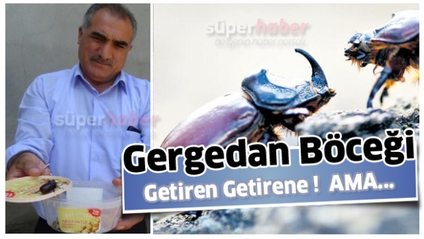 Isparta'da vatandaş Kutu Kutu gergedan Böceği getiriyor