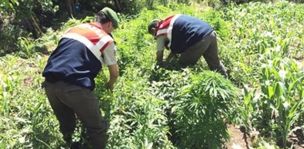 2 Bin 500 Kök Kenevir Ele Geçirildi