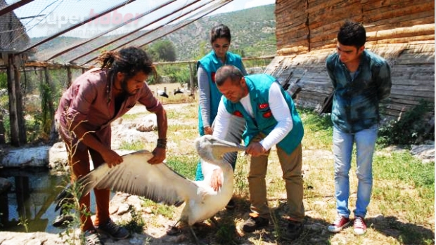 YARALI PELİKAN BURDUR'DA TEDAVİ ALTINA ALINDI