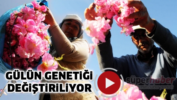Isparta gülünün genetiği değiştiriliyor