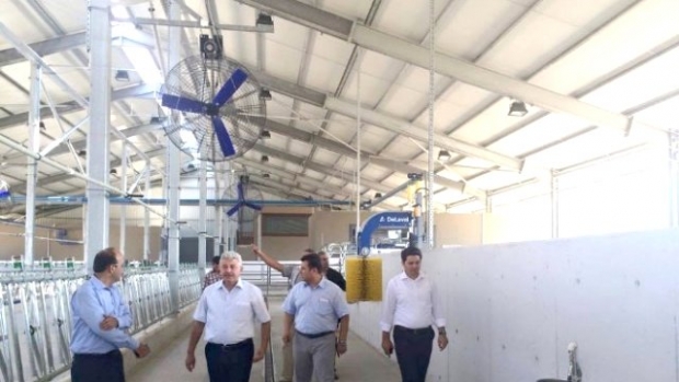Bu Çiftlikteki İnekler Krallar Gibi Yaşayacak