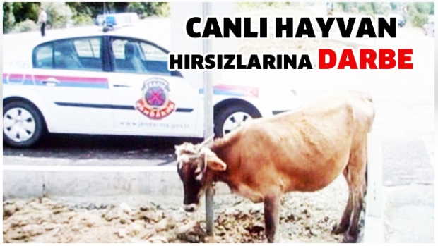 Isparta'da canlı hayvan hırsıları yakalandı