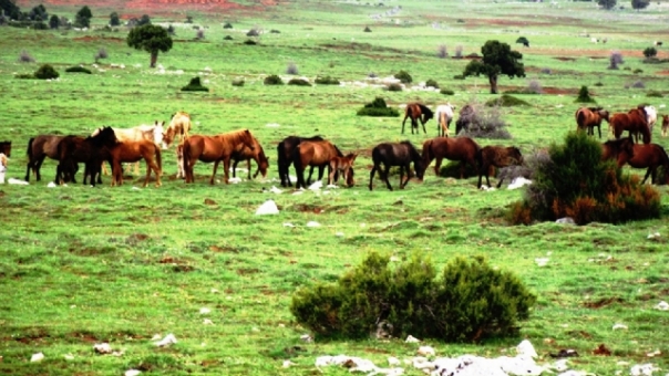 Ardıç Ormanı yok ediliyor