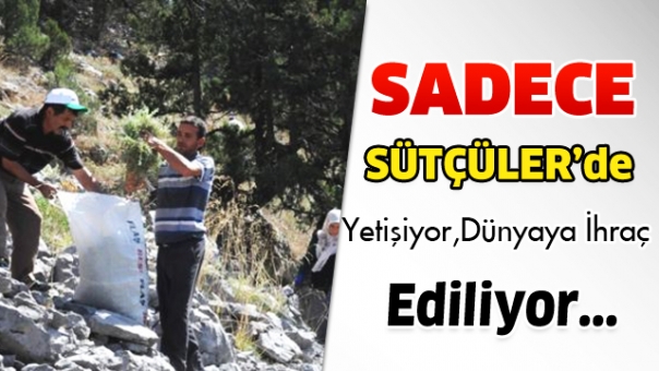 SADECE SÜTÇÜLER'DE YETİŞİYOR, DÜNYAYA İHRAÇ...
