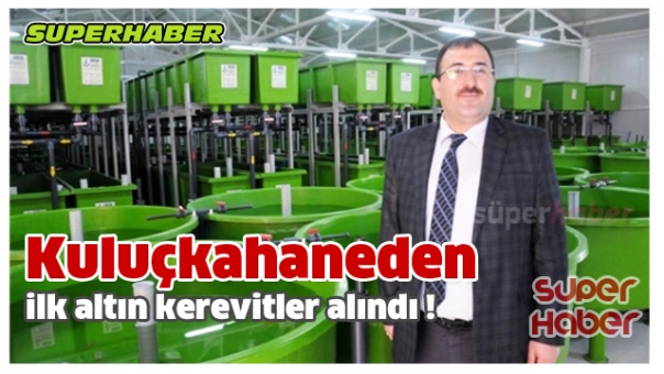 KULUÇKAHANEDE İLK ALTIN KEREVİTLER ALINDI