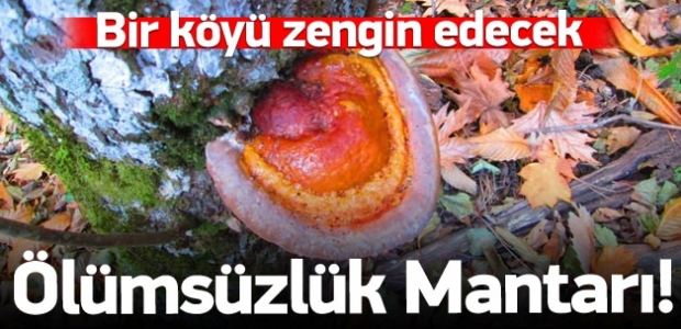 Bir köyü zengin edecek ölümsüzlük mantarı bulundu
