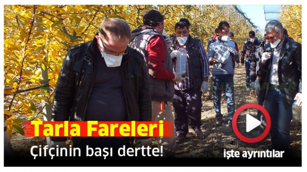 ISPARTA HABER : ÇİFTÇİNİN TARLA FARELERİ İLE BAŞI DERTTE