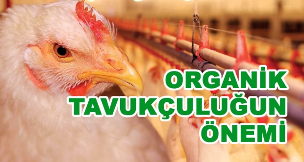 ORGANİK TAVUKÇULUĞUN ÖNEMİ