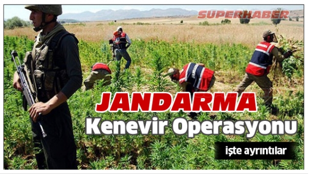 JANDARMA ISPARTA'DA KÖK KENEVİR ELE GEÇİRDİ