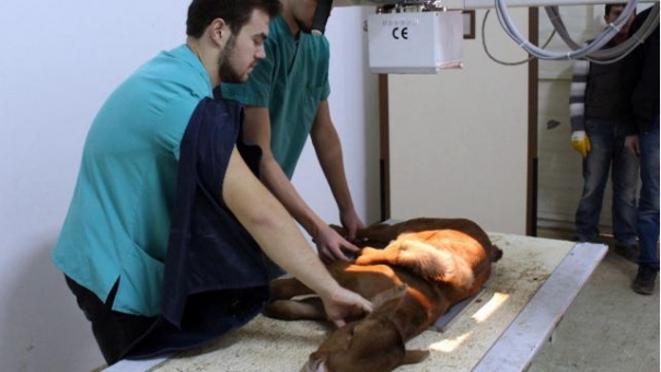 Beş Ayaklı Buza Görenleri Şaşırttı