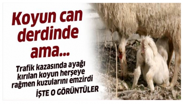 Isparta'da Trafik Kazasına Geçirmesine Rağmen Yavrularını Emzirdi
