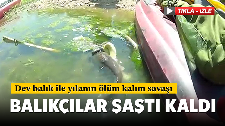 ​Dev balık ile yılanın ölüm kalım savaşı video