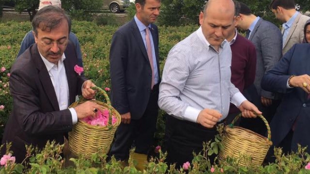 Bakan Soylu, Isparta'da Gül Topladı