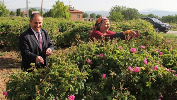 Isparta'da Gül Hasadı Başladı