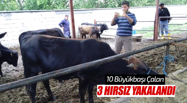 Isparta'da Jandarma,Aranan Havyan Hırsızını Yakaladı