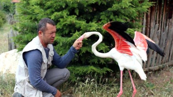 Tedavisi Tamamlanan Flamingo, Göle Bırakıldı