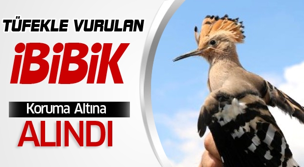 Tüfekle Vurulan İbibik Korumaya Alındı