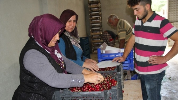 Isparta’da kiraz ve kayısıda hasat başladı.