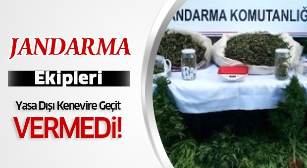 Jandarma Yasa Dışı Kenevire Geçit Vermedi