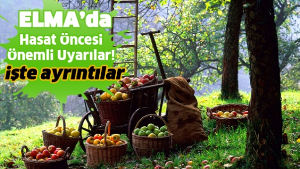 Elma'da Hasat Öncesi Yapılması Gerekenler ve Uyarılar!