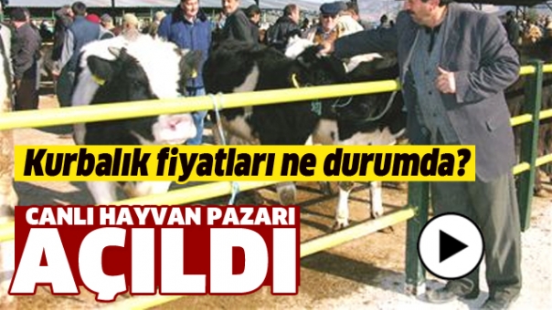 Isparta Canlı Hayvan Pazarı Açıldı! Fiyatlar Ne Durumda?