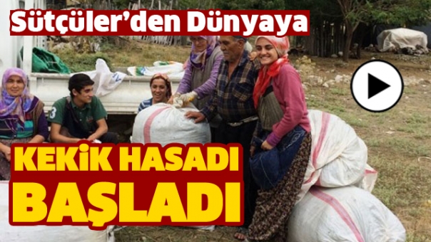ISPARTA'DA ŞİFA VEREN KEKİK HASADINA BAŞLANDI
