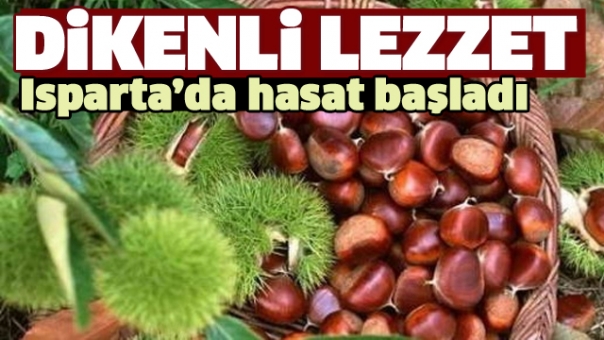 Isparta'da Kestane Hasadı Başladı