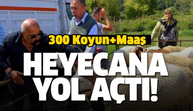 300 koyun+maaş heyecana yol açtı! Aileler...