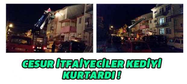 cesur itfaiyeciler gece yarısı kediyi kurtardı.