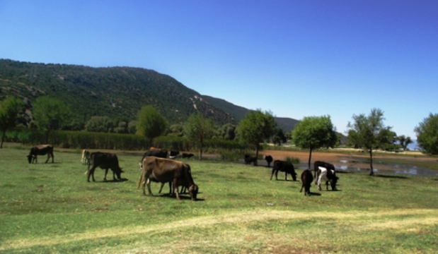 KUŞ CENNETİ İNEKLERE KALDI