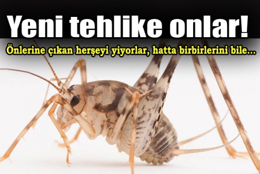 Yamyam çekirgeler geliyor