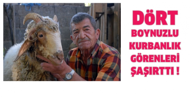 DÖRT BOYNUZLU KURBANLIK GÖRENLERİ ŞAŞIRTTI