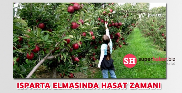 Hasat dönemi geldi