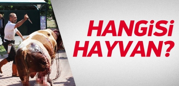 Boğayı kesimhaneye bıçaklayarak götürdü