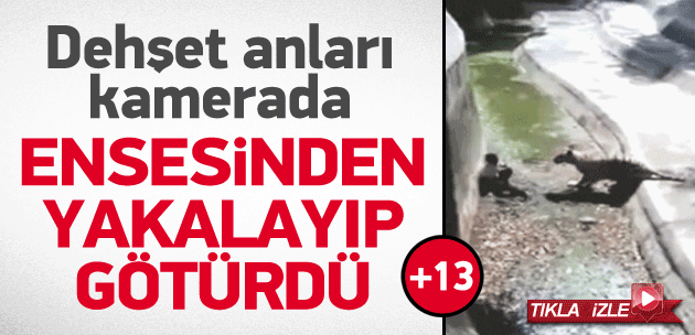 Beyaz kaplan genci böyle öldürdü