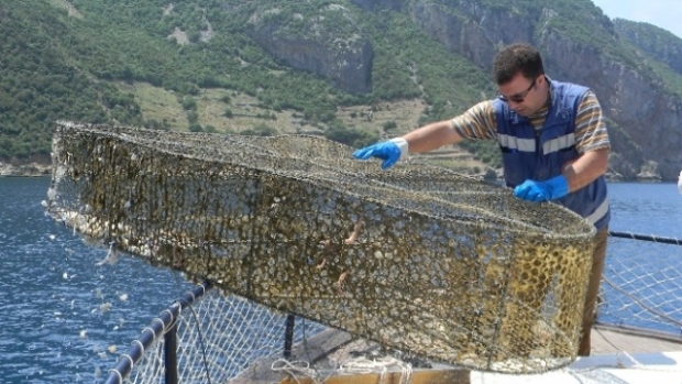 Canlılara Zarar Veren 45 Ton Ağ Denizden Çıkarıldı
