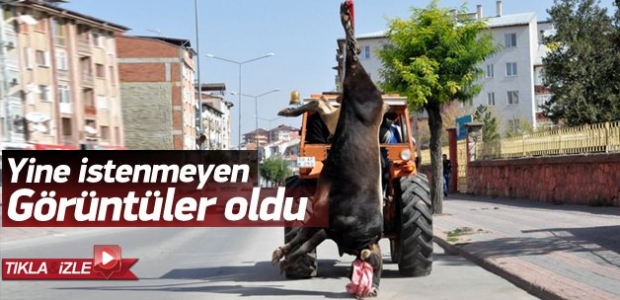 Kesilen boğa traktör vincinde böyle taşındı