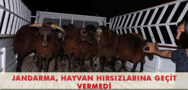 JANDARMA, HAYVAN HIRSIZLARINA GEÇİT VERMEDİ