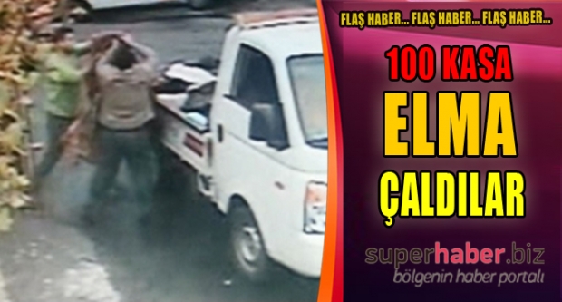 100 Kasa Elma Çaldılar