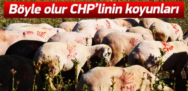 Koyunlarını CHP amblemi ile boyadı!