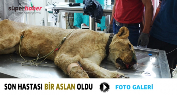 Son Hastası Bir Aslan Oldu