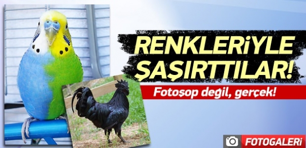 Renkleriyle şaşırtan hayvanlar