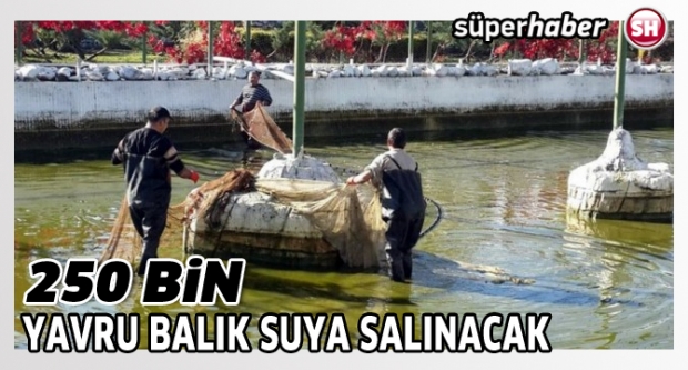 250 bin yavru balık suya salınacak