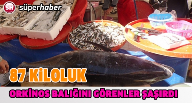 87 KİLOLUK ORKİNOS BALIĞINI GÖRENLER ŞAŞIRDI