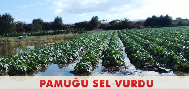 PAMUĞU SEL VURDU