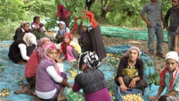 Gündoğdu dan  Mevsimlik İşçilerin Çalışma Şartlarına ...